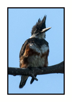 16 3 10 092 Belted Kingfisher