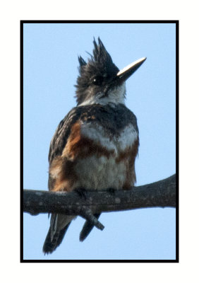16 3 10 095 Belted Kingfisher