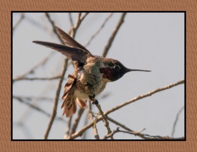 16 3 6 278 Anna's Hummingbird