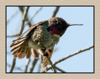16 3 6 279 Anna's Hummingbird