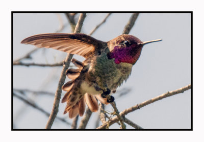 16 3 6 293 Anna's Hummingbird