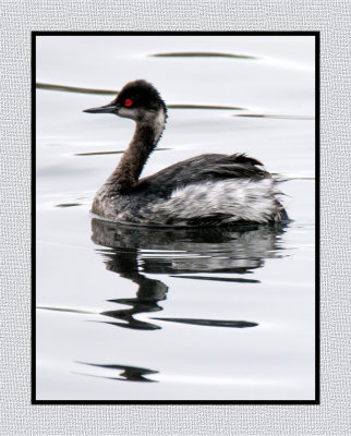 16 3 4 040 Eared Grebe