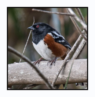 16 3 4 111 Spotted Towhee