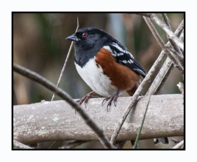 16 3 4 114 Spotted Towhee