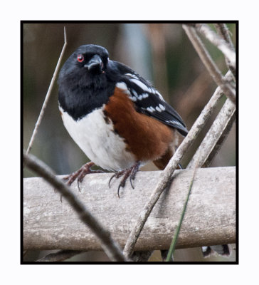16 3 4 116 Spotted Towhee
