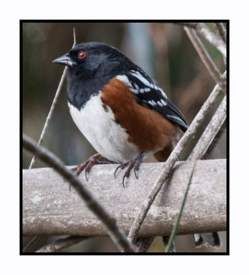 16 3 4 124 Spotted Towhee
