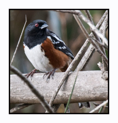 16 3 4 128 Spotted Towhee