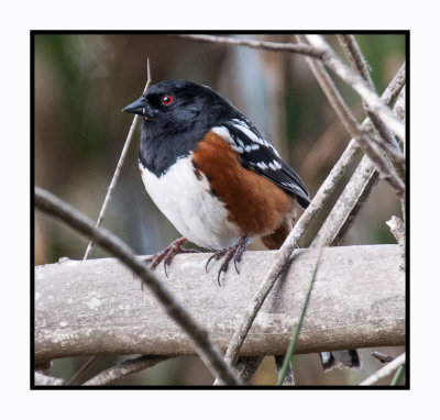16 3 4 133 Spotted Towhee