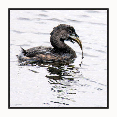 16 3 3 149 The Fish is Too Big for the Pied-billed Grebe