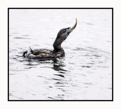 16 3 3 151 The Fish is Too Big for the Pied-billed Grebe