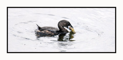 16 3 3 160 The Fish is Too Big for the Pied-billed Grebe