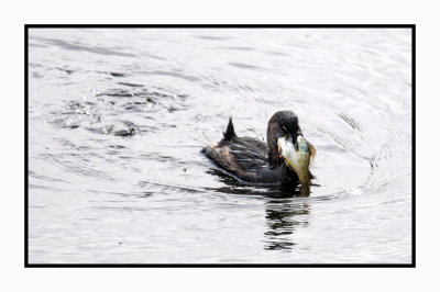 16 3 3 162 The Fish is Too Big for the Pied-billed Grebe