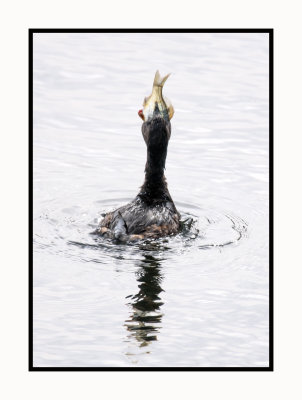 16 3 3 171 The Fish is Too Big for the Pied-billed Grebe