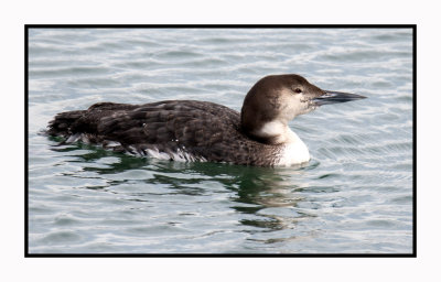 16 3 3 235 Common Loon