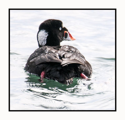 16 3 3 397 Male Surf Scoter