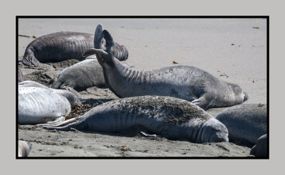 16 3 6 474 Elephant Seal Dreaming of Swimming