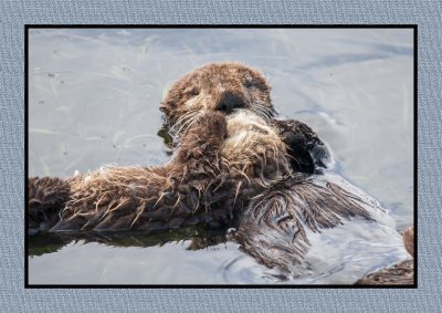16 3 2 104 Sea Otter with Sleeping Baby on Chest  at Morro Bay
