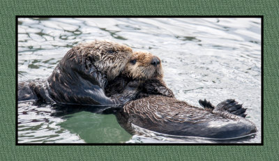 16 3 2 116 Sea Otter with Baby at Morro Bay