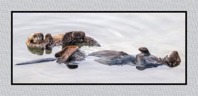 16 3 2 146 Sea Otter with Baby at Morro Bay