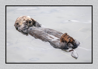 16 3 2 159 Sea Otter Snoozing at Morro Bay
