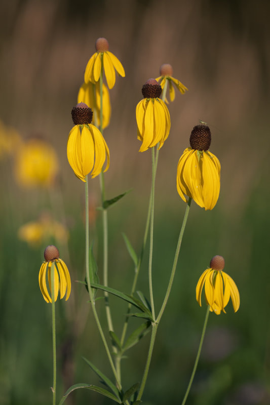 Prairie Coneflower Group 