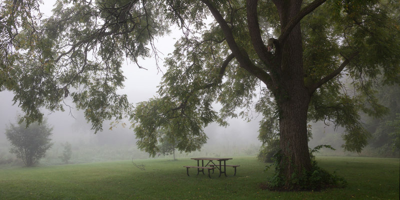 Under the Walnut Tree 