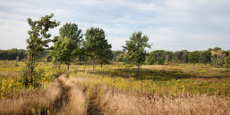 Two Track Trail Through the Trees 