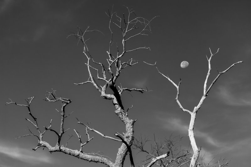 Moon and Tree 