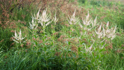 Culver's Root Cluster