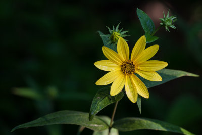 Woodland Sunflower 2013
