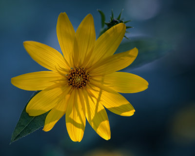Woodland Sunflower Backlit