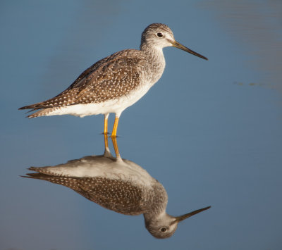 Lesser Yellowlegs 