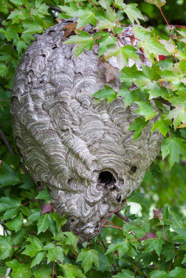 Paper Wasp Nest    