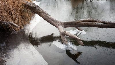 Branch and Ice 