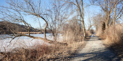 Trees Along the Towpath 