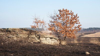 Outcrop and Oaks After the Burn