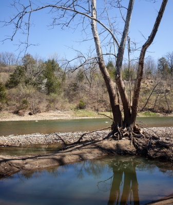 Sycamore and Pool 