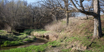 Stream and Oaks 