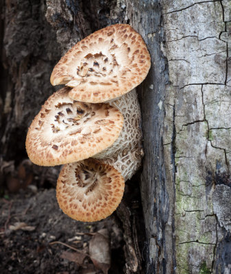 Dryad's Saddle Triplet 