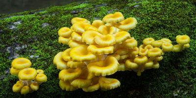 Yellow Oyster 