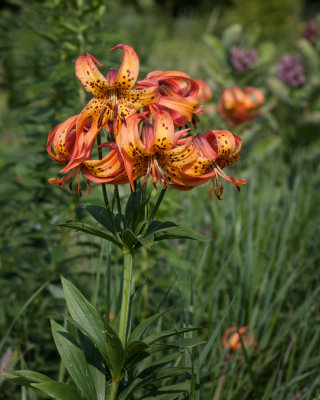 Michigan Lily 
