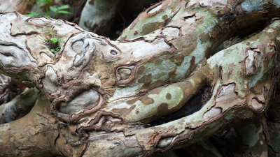 Sycamore Root 