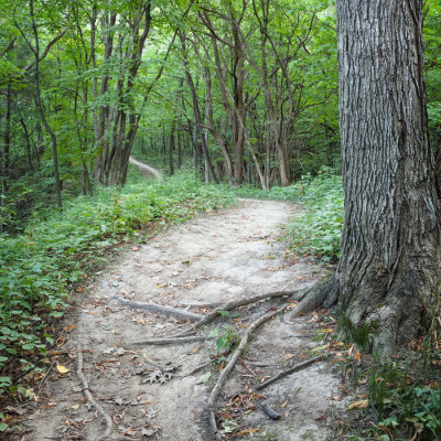 Ridge Trail 