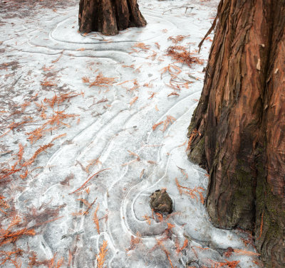 Cypress in Ice 