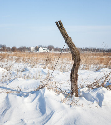 Osage Fence Post 