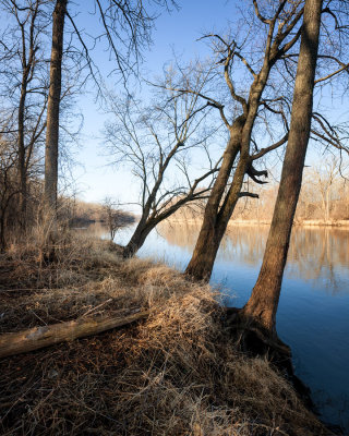 Trees Along the Fox River 