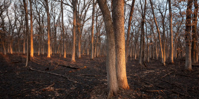 Forest Floor
