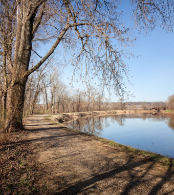 Canal Cottonwoods 