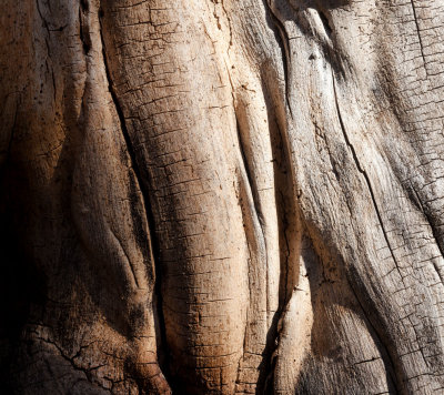 Old Wood in the Sunlight 