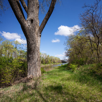 Canal Cottonwood 